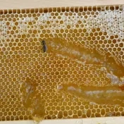 Svetový deň včiel - Deň otvorených úľov na Prešovskej univerzite