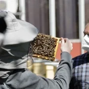 Univerzita spustila praktickú časť výučby včelárstva