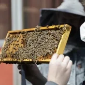 Univerzita spustila praktickú časť výučby včelárstva