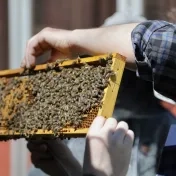 Univerzita spustila praktickú časť výučby včelárstva