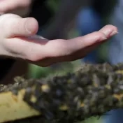 Univerzita spustila praktickú časť výučby včelárstva