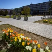 Areál univerzity zaplavili tisícky tulipánov