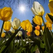 Areál univerzity zaplavili tisícky tulipánov