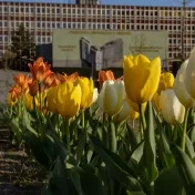 Areál univerzity zaplavili tisícky tulipánov