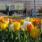 Areál univerzity zaplavili tisícky tulipánov