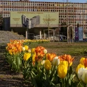 Areál univerzity zaplavili tisícky tulipánov