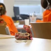 Prešovská detská univerzita v obrazoch