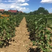 Vyšľachtenie novej odrody mäty piepornej „Kristínka“