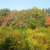 Sacrum a príroda. Od Inter Sanctos k Laudato siʼ