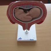 Didaktické prostriedky