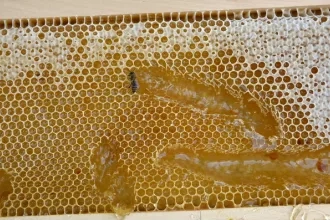Svetový deň včiel - Deň otvorených úľov na Prešovskej univerzite