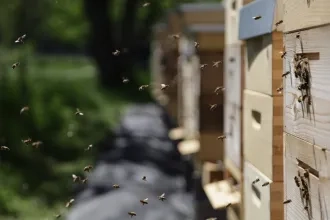 Univerzita spustila praktickú časť výučby včelárstva