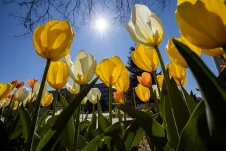 Areál univerzity zaplavili tisícky tulipánov