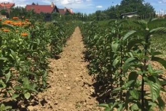 Vyšľachtenie novej odrody mäty piepornej „Kristínka“